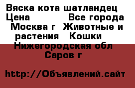 Вяска кота шатландец › Цена ­ 1 000 - Все города, Москва г. Животные и растения » Кошки   . Нижегородская обл.,Саров г.